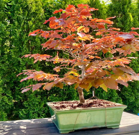 Fagus Sylvatica