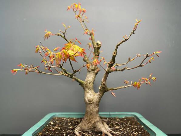 Klon - Acer Palmatum