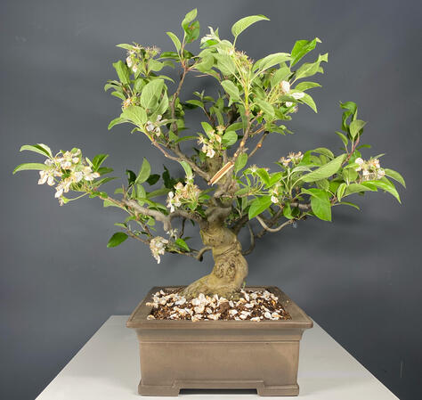 Malus Haliana