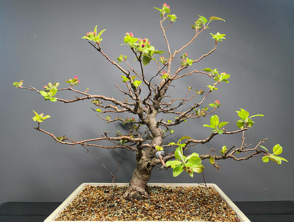 Jabłoń Malus Haliana