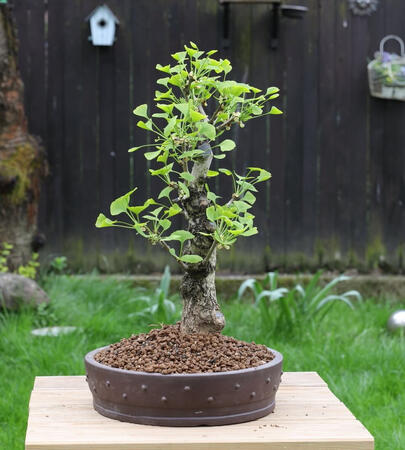 Ginko