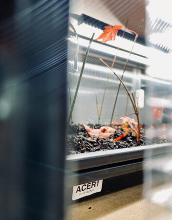 Acer1 Hardwood cuttings