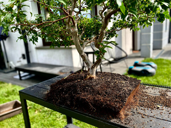 Jabuticaba