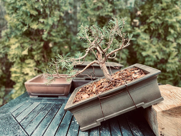 Pinus Sylvestris