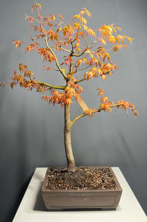 Acer Palmatum Katsura