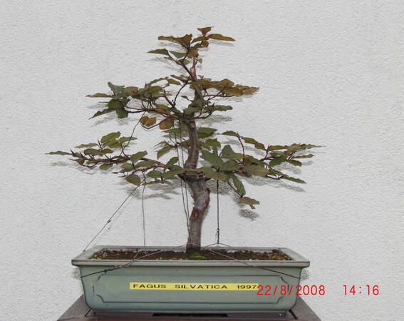 Buk - Fagus Sylvatica