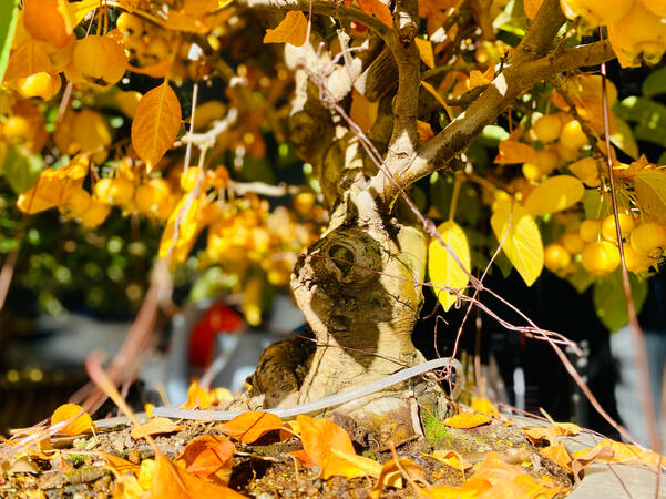 Halliana 1 - Owoce do stratyfikacji jesienią